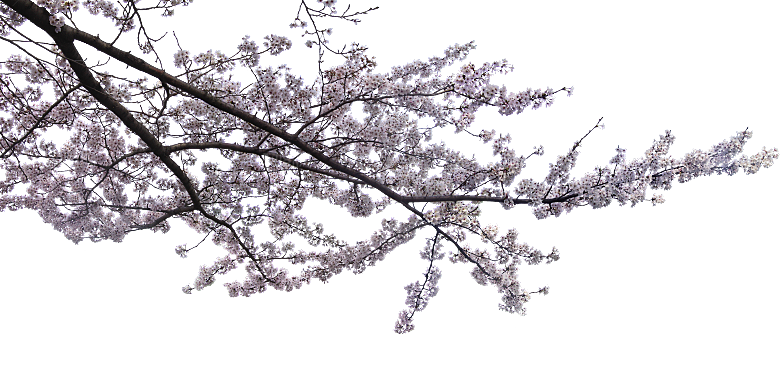 樱花png素材元素