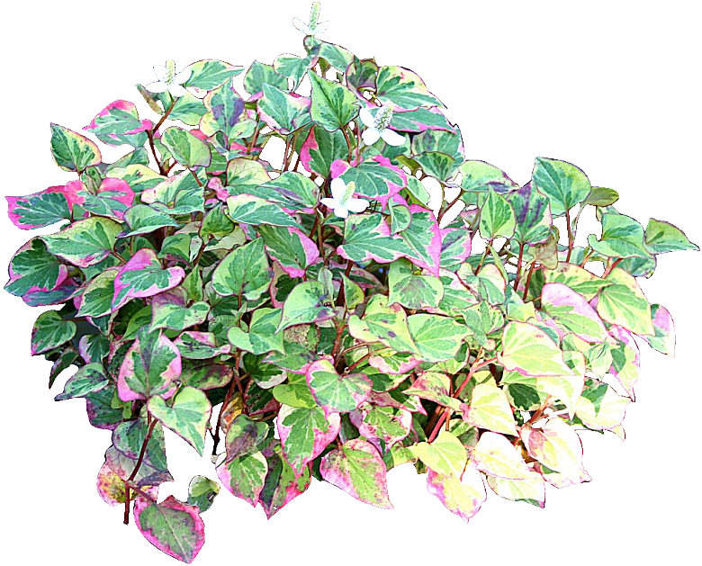 鱼腥草植物png