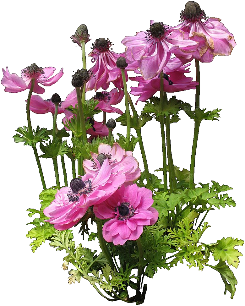 虞美人红色鲜花png