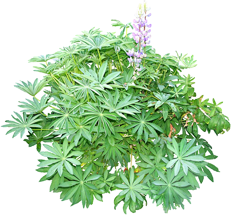 紫色羽扇豆png素材