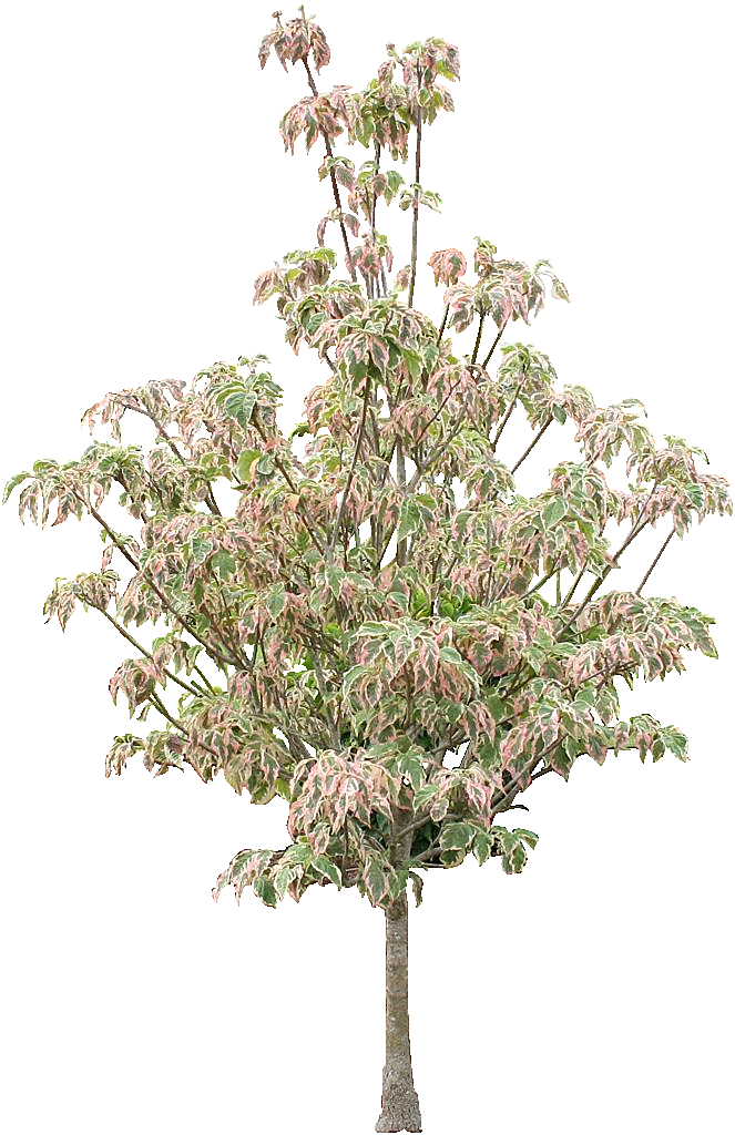 羽叶槭树木png