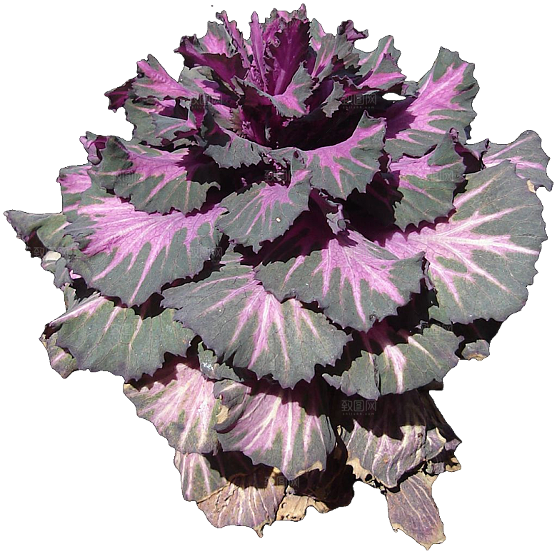 羽衣甘蓝蔬菜png