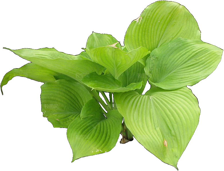 白色玉簪花png素材