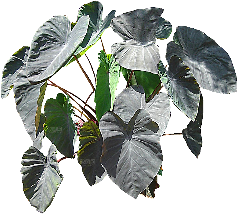 绿色植物芋头png素材