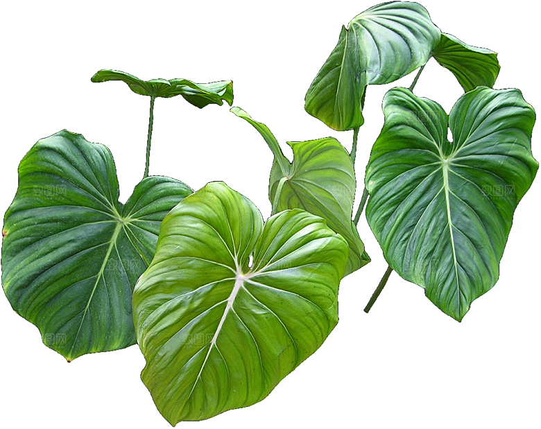 绿色植物芋头png素材