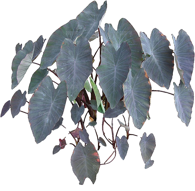 绿色植物芋头png素材