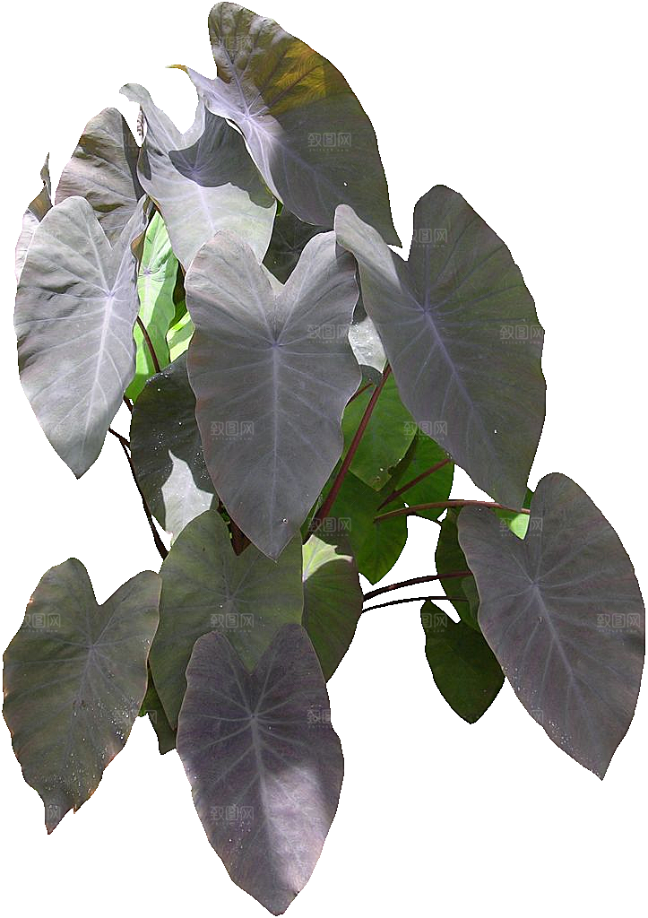 绿色植物芋头png素材