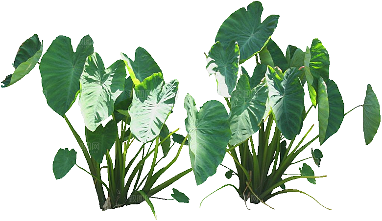 绿色植物芋头png素材