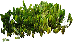 绿色植物芋头png素材