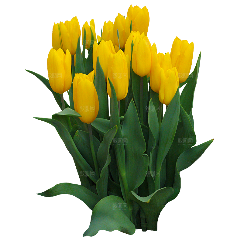 郁金香花卉png素材