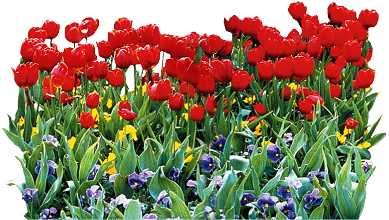 郁金香花卉png素材