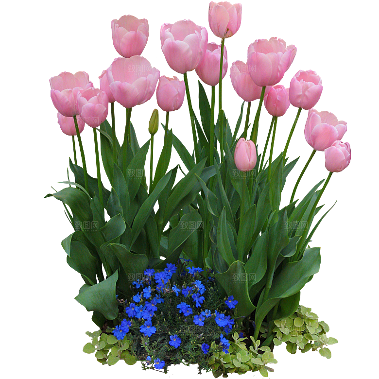 郁金香花卉png素材