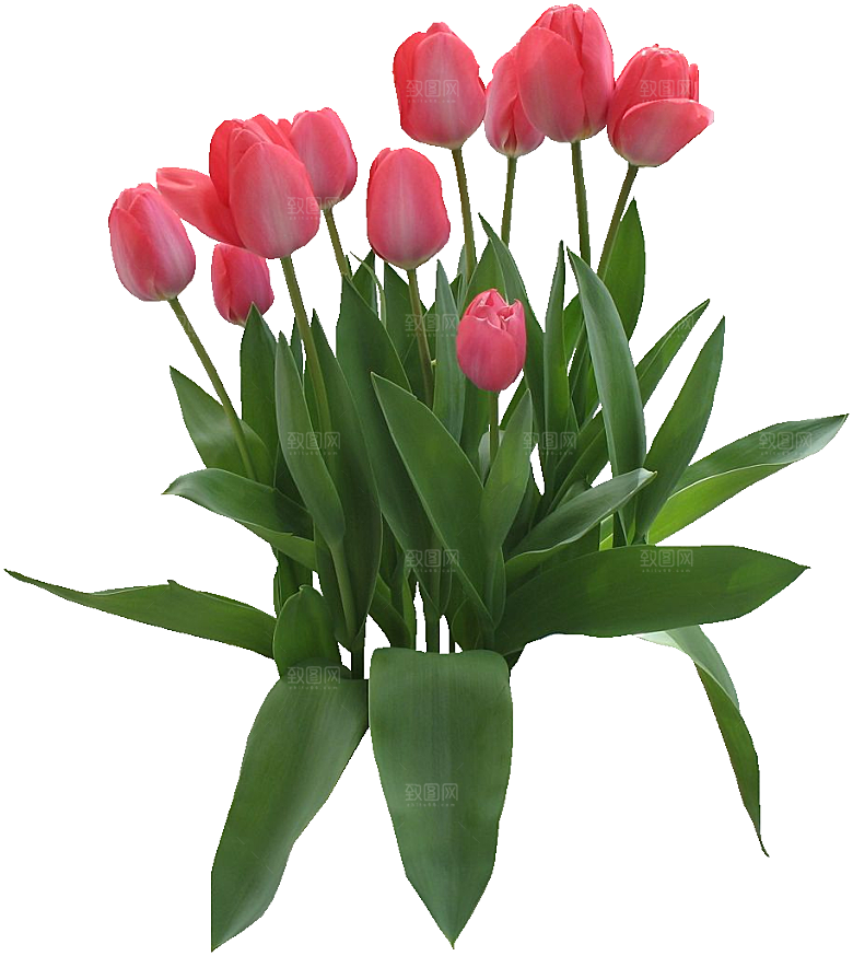 郁金香花卉png素材