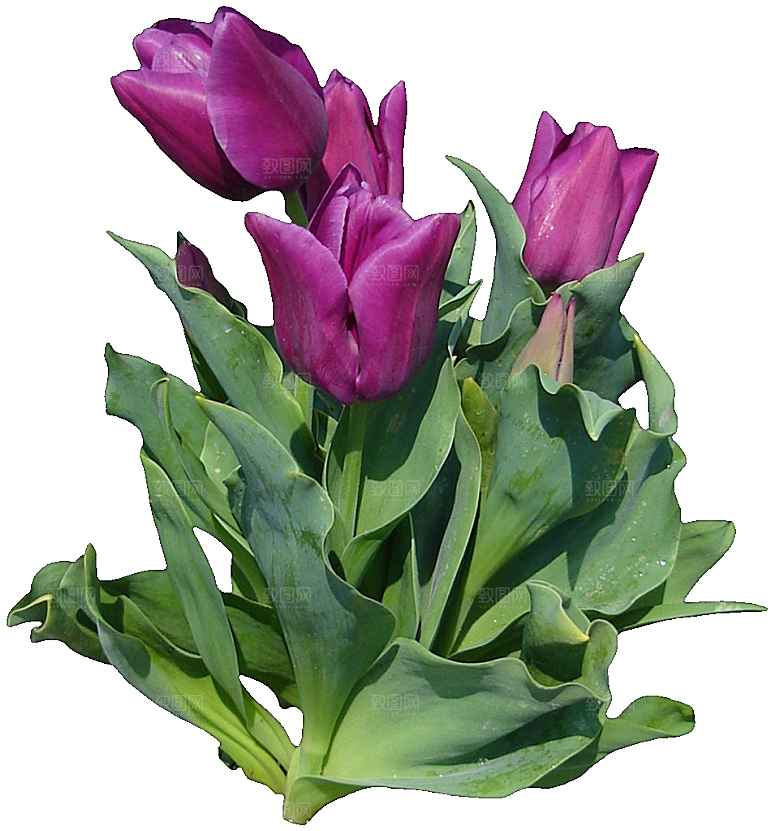 郁金香花卉png素材