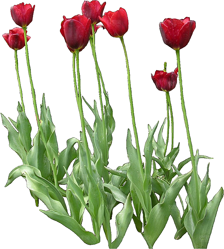 郁金香花卉png素材