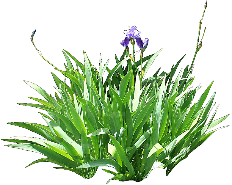 紫色鸢尾花png素材