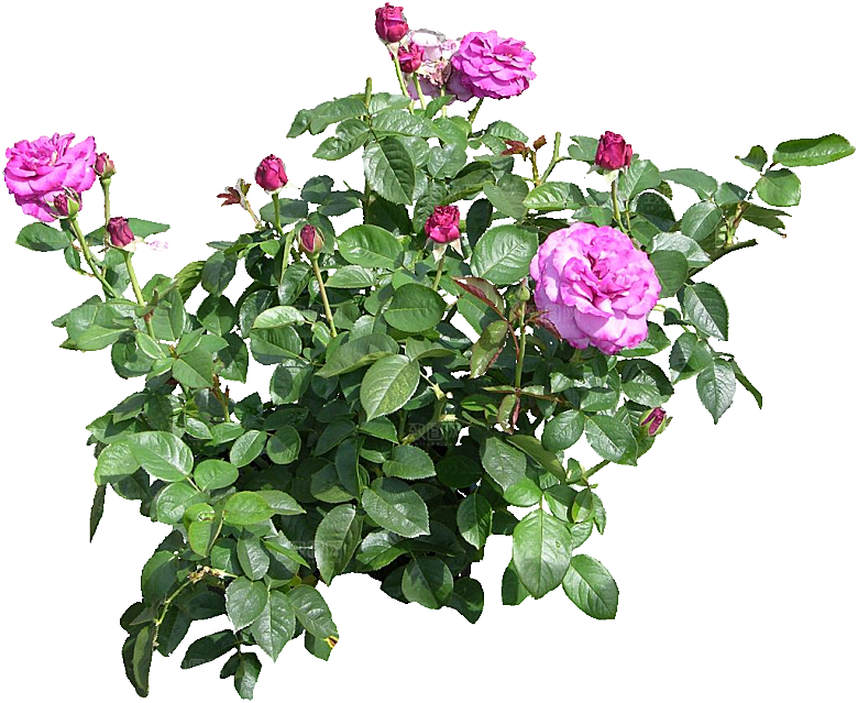 现代月季花卉鲜花素材