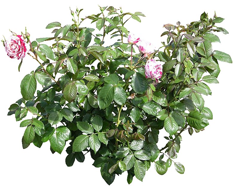 现代月季花卉鲜花素材