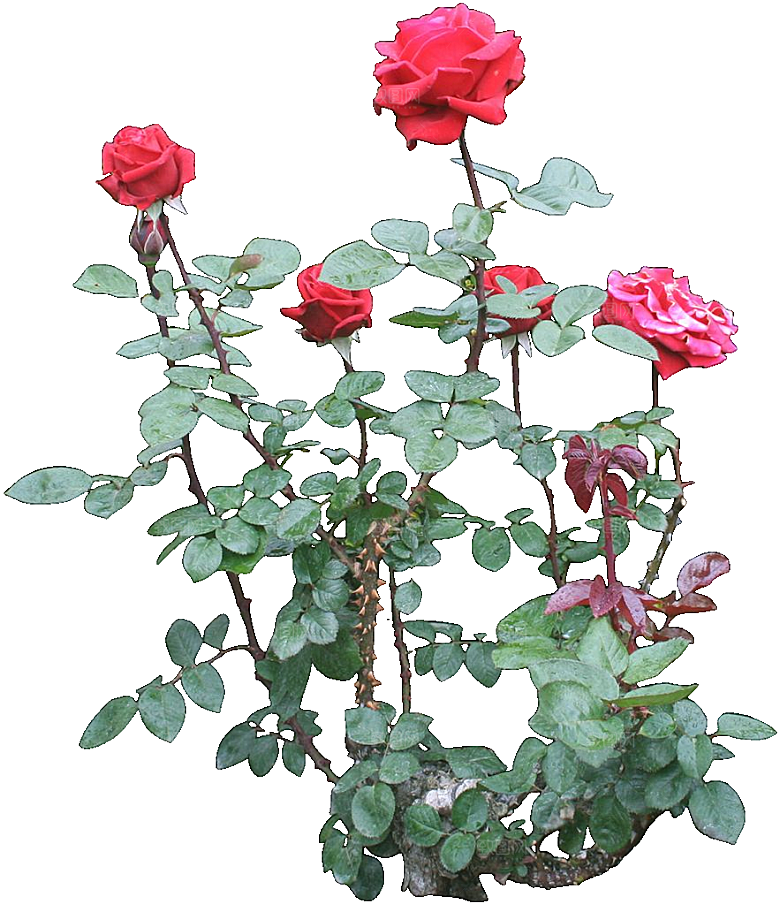 现代月季花卉鲜花素材