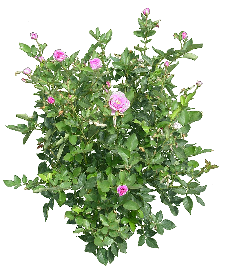 现代月季花卉鲜花素材