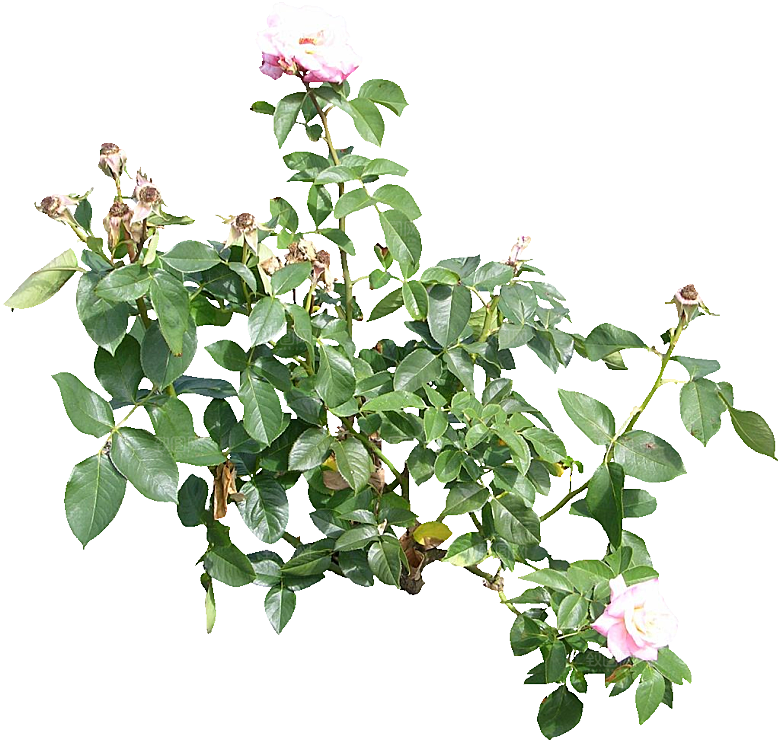 粉色月季花png素材