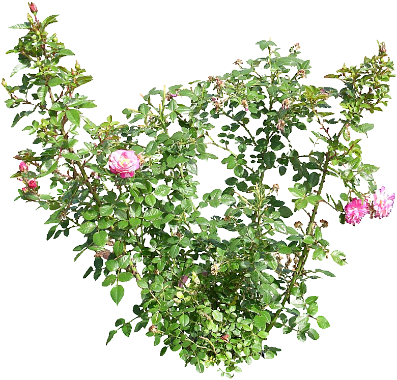 粉色月季花png素材
