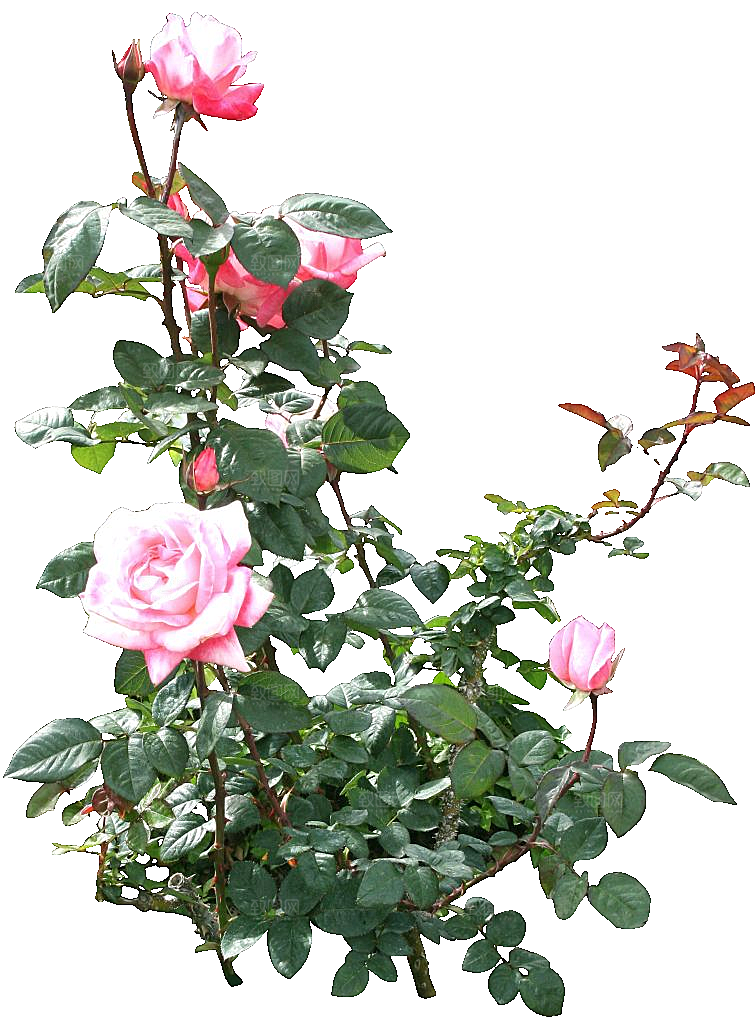 粉色月季花png素材