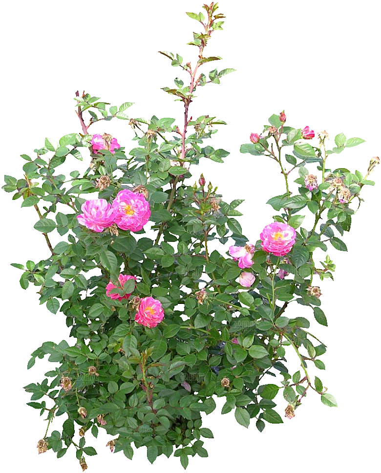 粉色月季花png素材