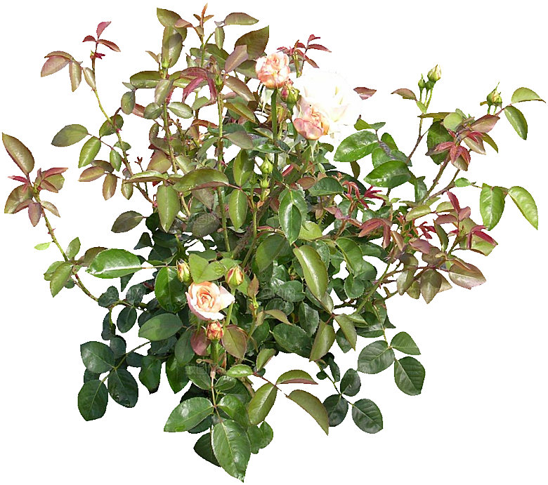 粉色月季花png素材