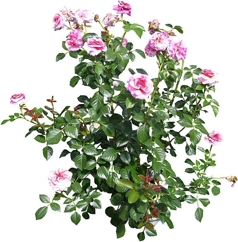 粉色月季花png素材