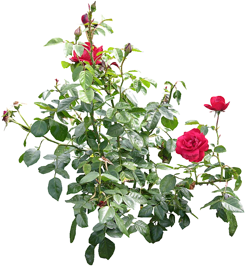 粉色月季花png素材