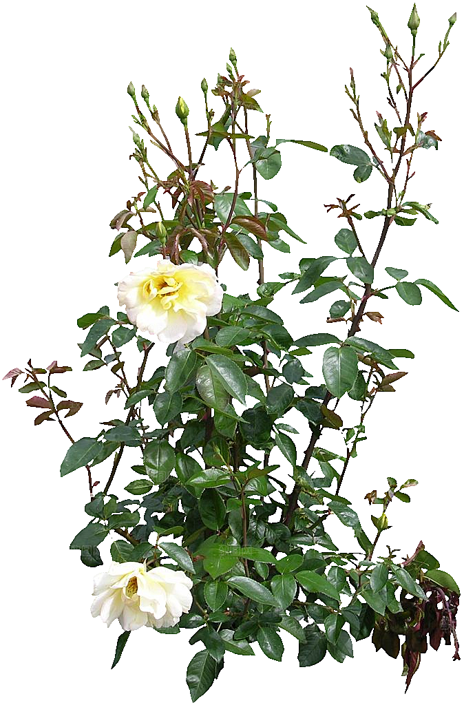 粉色月季花png素材