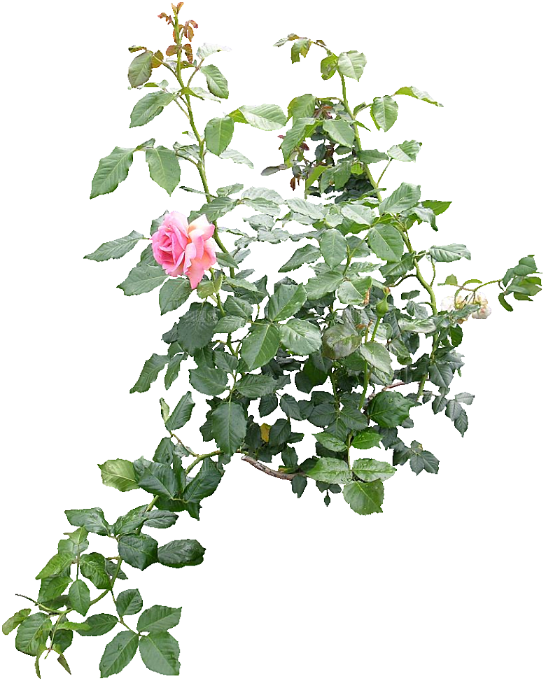 粉色月季花png素材