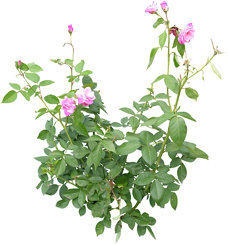 粉色月季花png素材