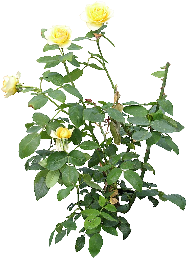 粉色月季花png素材