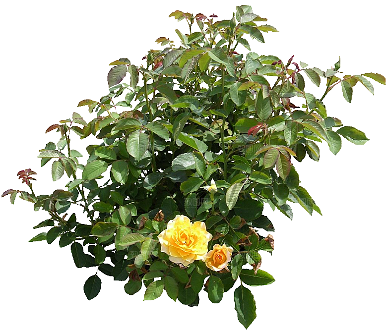 粉色月季花png素材