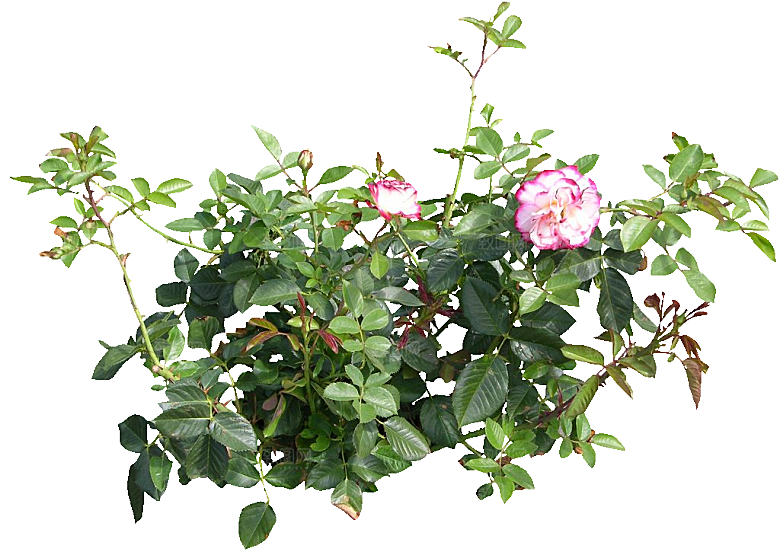 粉色月季花png素材