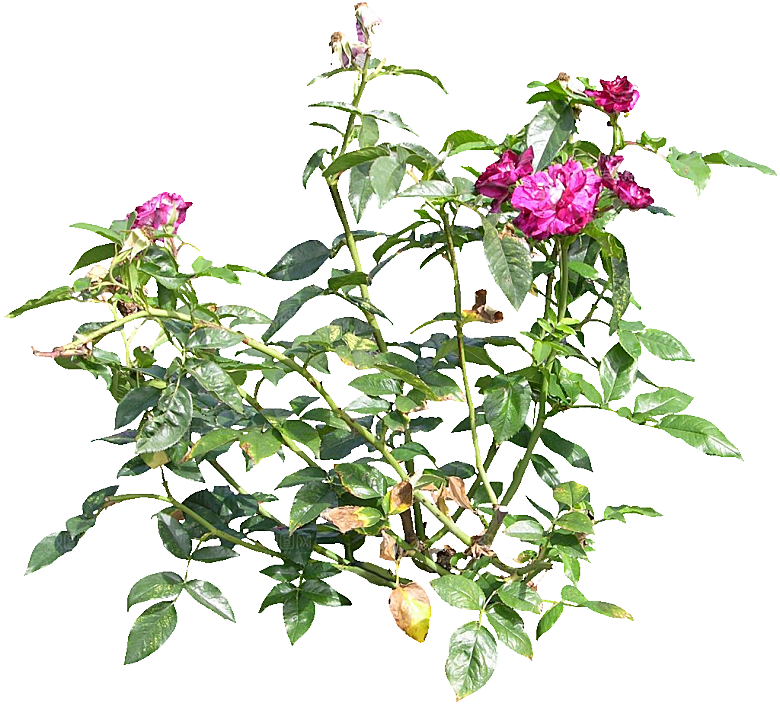 粉色月季花png素材