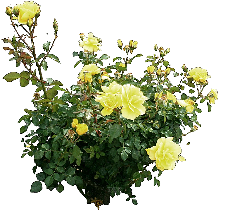 粉色月季花png素材
