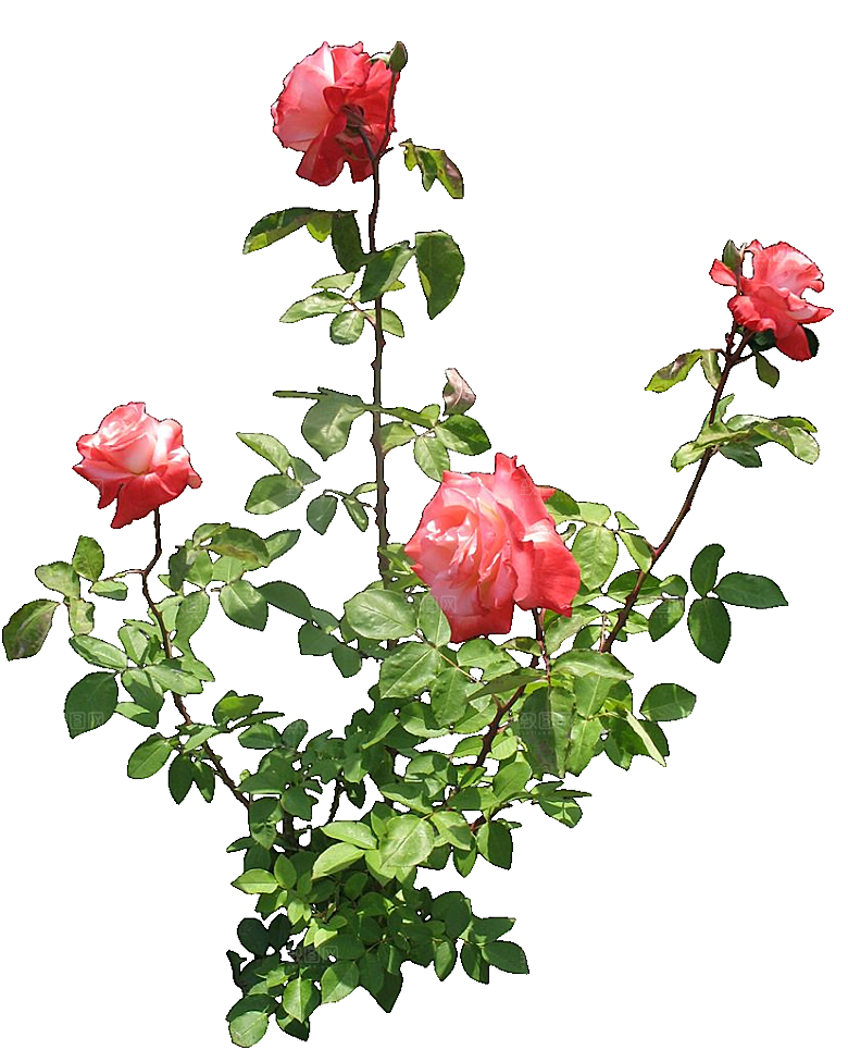 红色月季花png素材