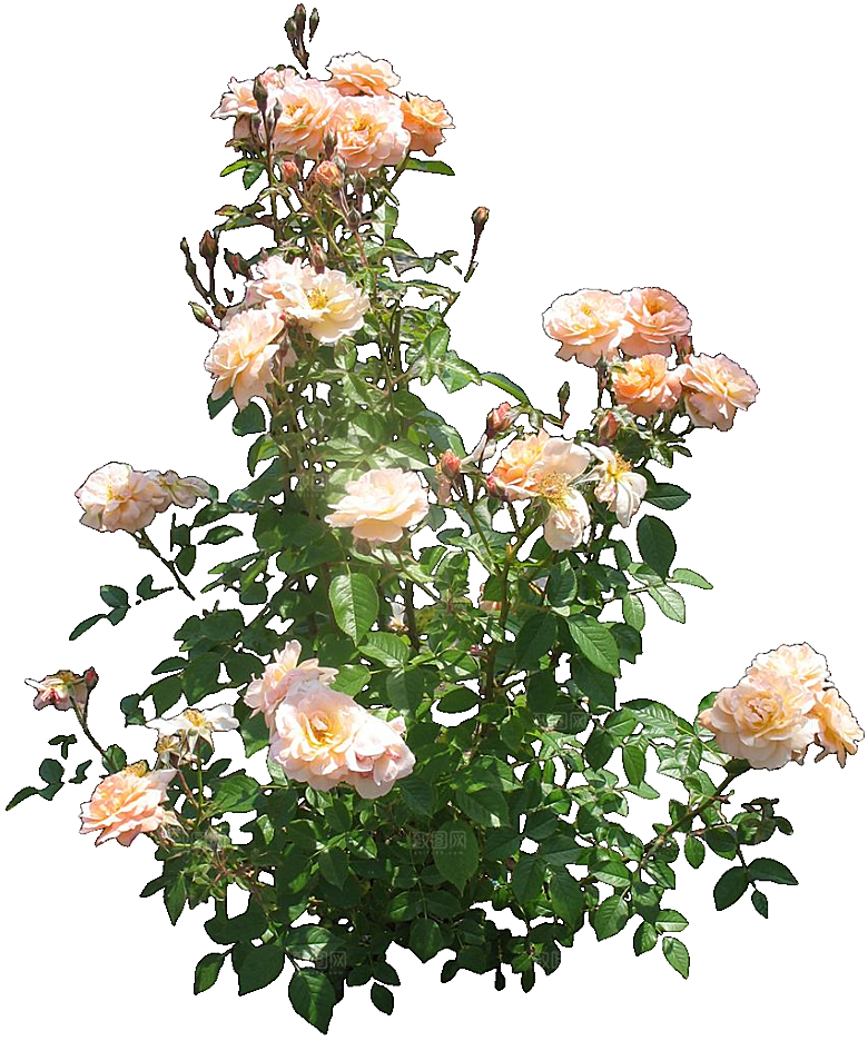 红色月季花png素材