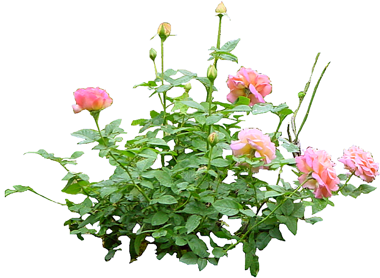 红色月季花png素材