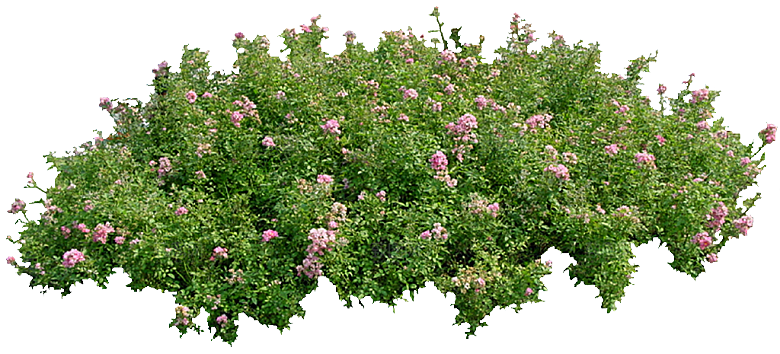 红色月季花png素材