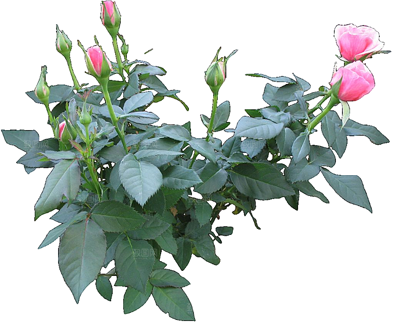 红色月季花png素材