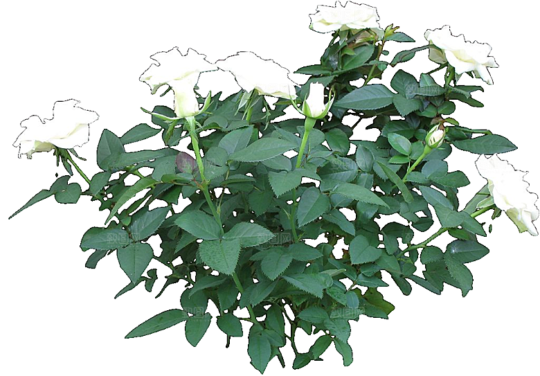 红色月季花png素材