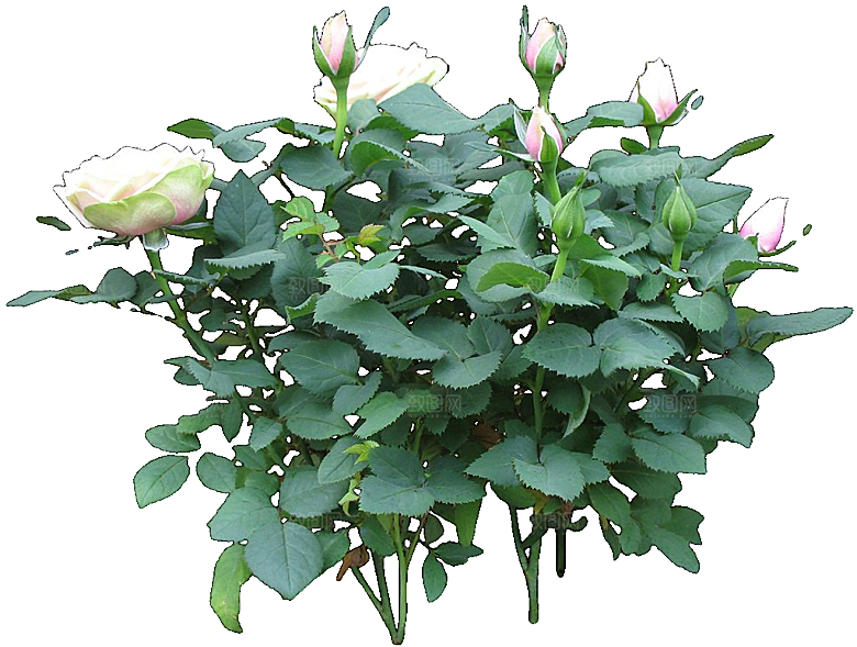 红色月季花png素材