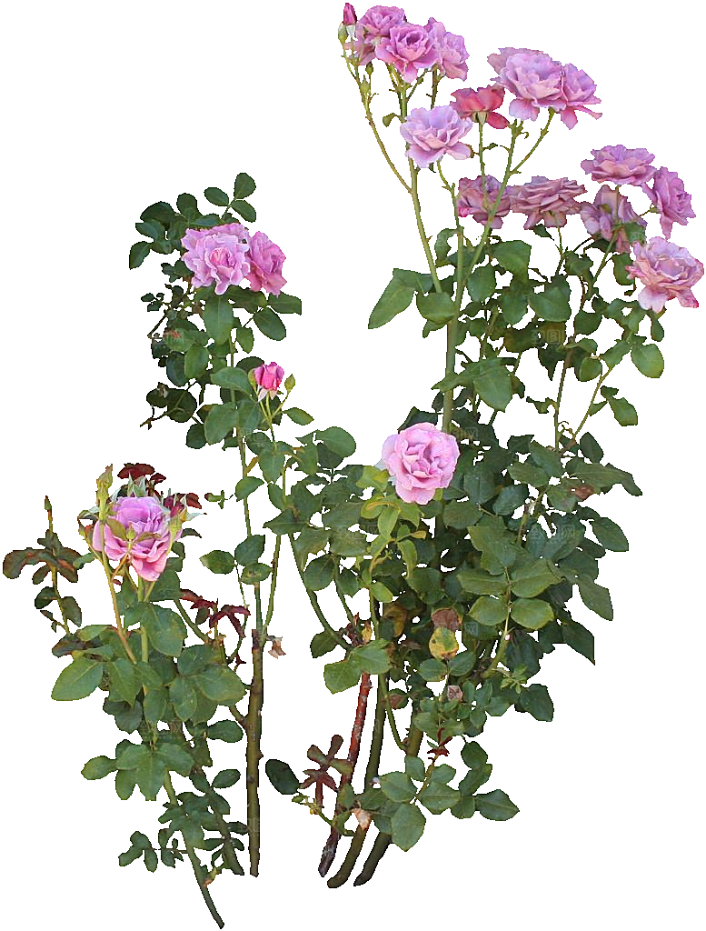 红色月季花png素材