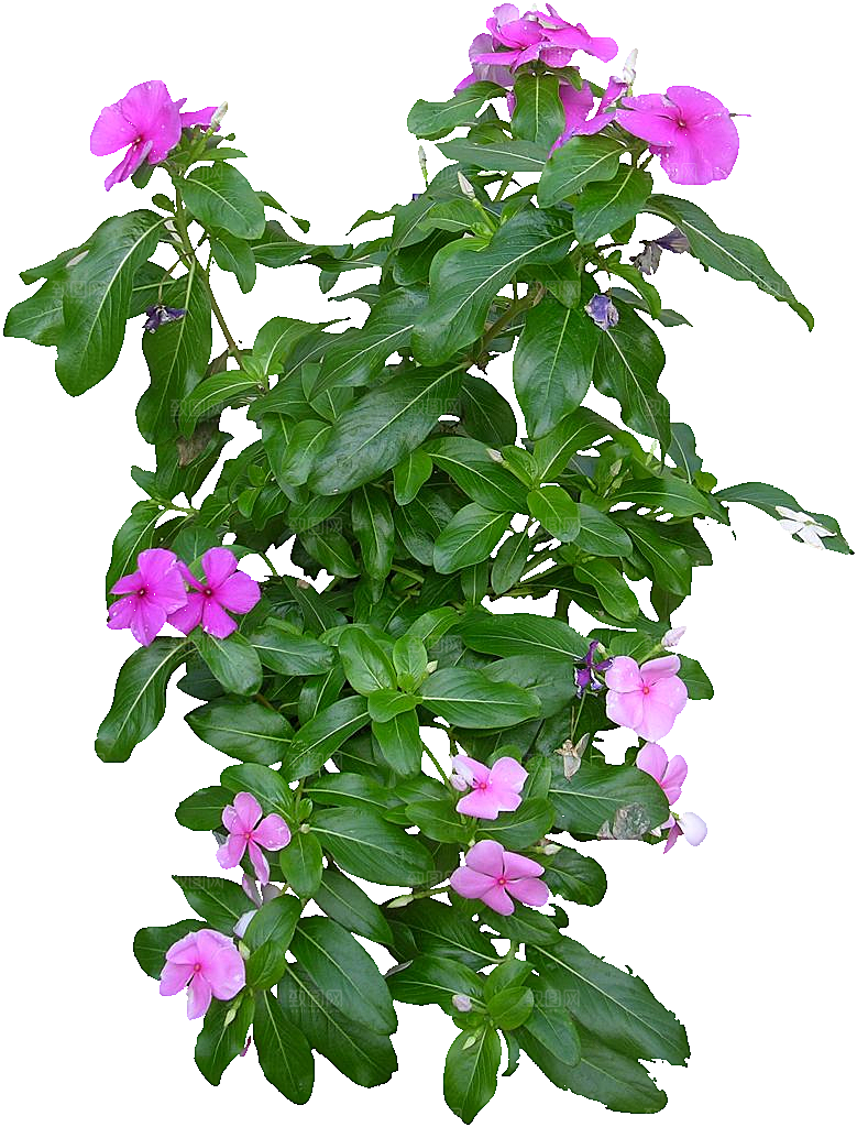 粉色长春花png素材