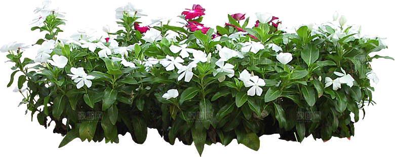 粉色长春花png素材