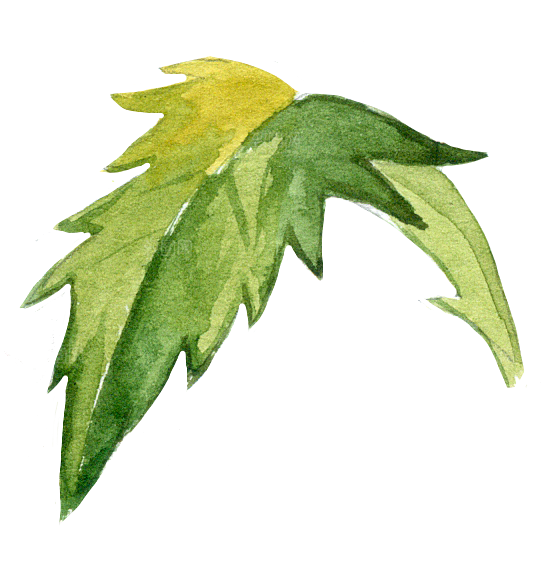 手绘卡通树叶花装饰素材